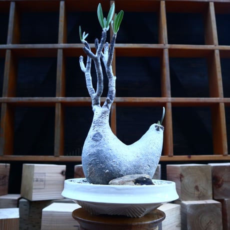 パキポディウム  グラキリス／Pachypodium  gracilius       no.62052