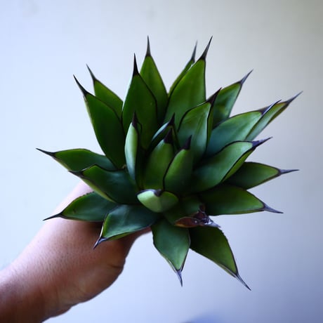 アガベ　ロイヤルスピン   Agave Royal Spine   no.42808