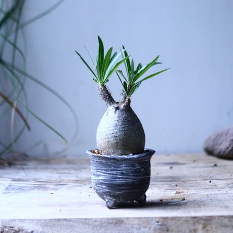 パキポディウム グラキリス   Pachypodium rosulatum var. gracilius no.101801
