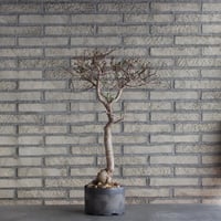 Bursera microphylla × N/OH (5号)  no.510/2