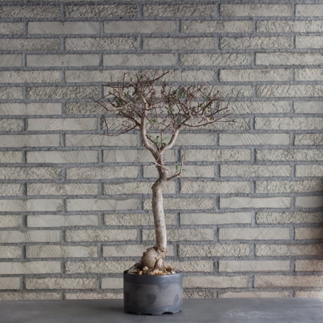 CATEGORY website up | 芽の巣山