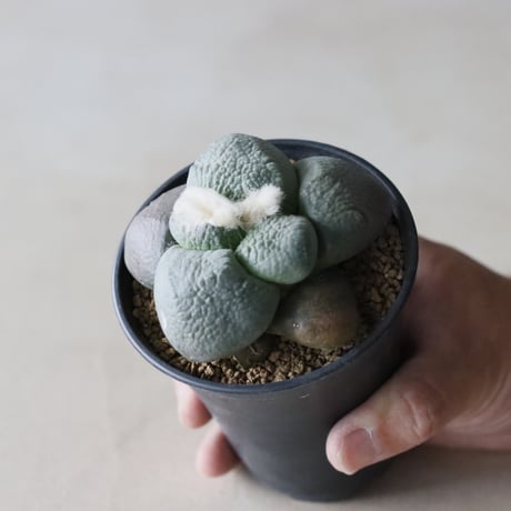 Ariocarpus fissuratus var. lloydii / 大疣連山 (3号鉢)  no.913/23