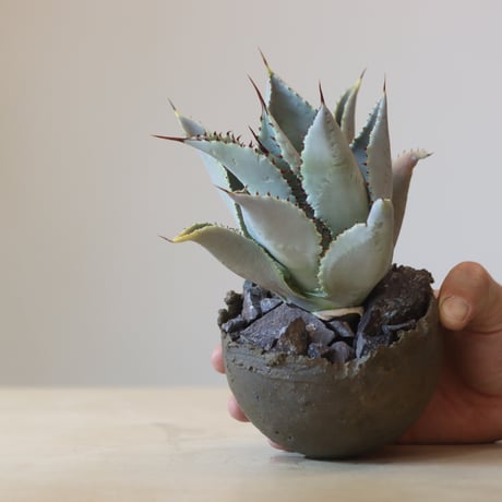 Agave Dragon Toes × takero pot　no. 309-12