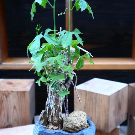 コラロカルプス    グロメルリフロルス ／ Corallocarpus glomeruliflorus    no.61936