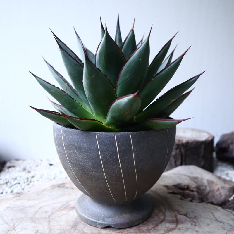 アガベ ブルーグロー Agave 'Blue Glow' no.112422 | 芽の巣山