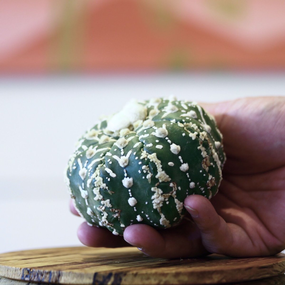 アストロフィツム〝スーパー兜″ アロータイプ / Astrophytum アストロフィツム〝スーパー兜″ アロータイプ / Astrophytum