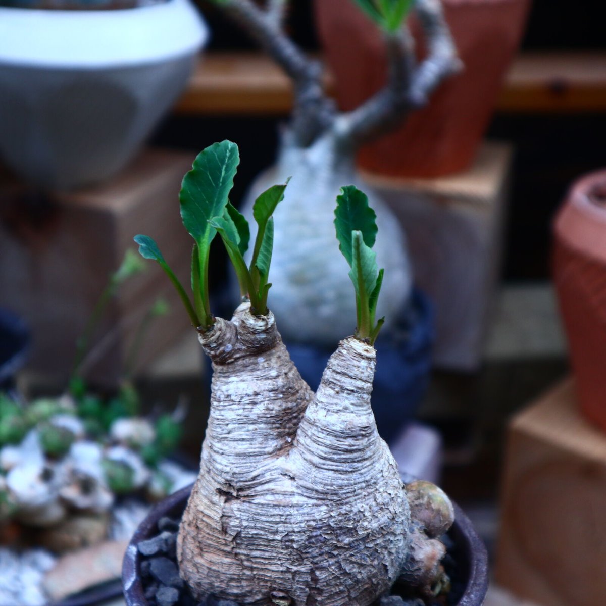 ユーフォルビア 旧フィッシュボーン／Euphorbia spannringii no.