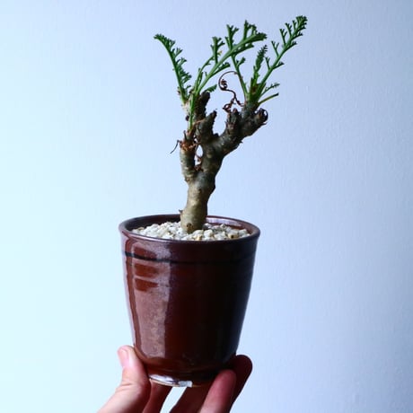 ペラルゴニウム   カルノーサム   Pelargonium carnosum  No.013