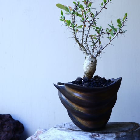 フォークイエリア  コルムナリス  観峰玉 Fouquieria columnari   no.52610