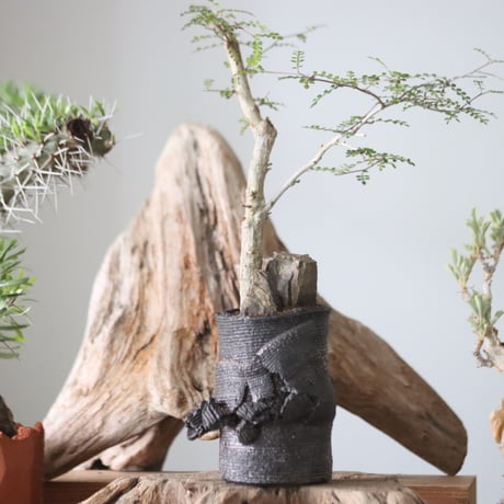 CATEGORY × Plants 2024/6/30 20:00~ | 芽の巣山
