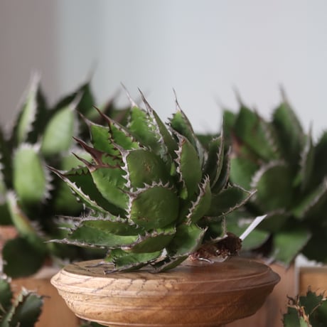 U.S. horrida (Agave horrida) / Style of Chika　no.1130-7