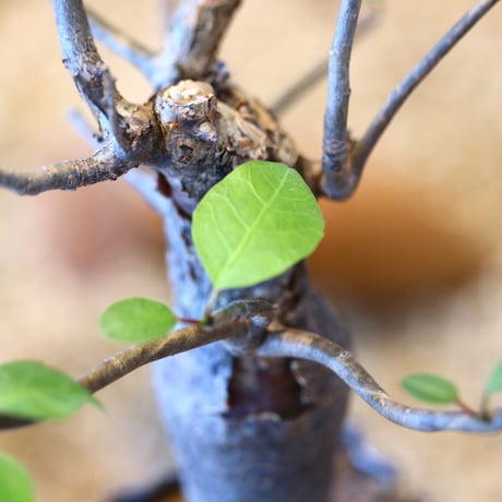ブルセラ ファガロイデス / Bursera fagaroides   no.51401