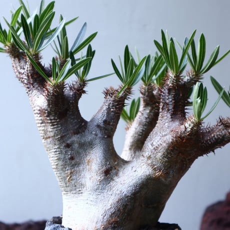 パキポディウム  イノピナツム    Pachypodium Inopinatum  no.003