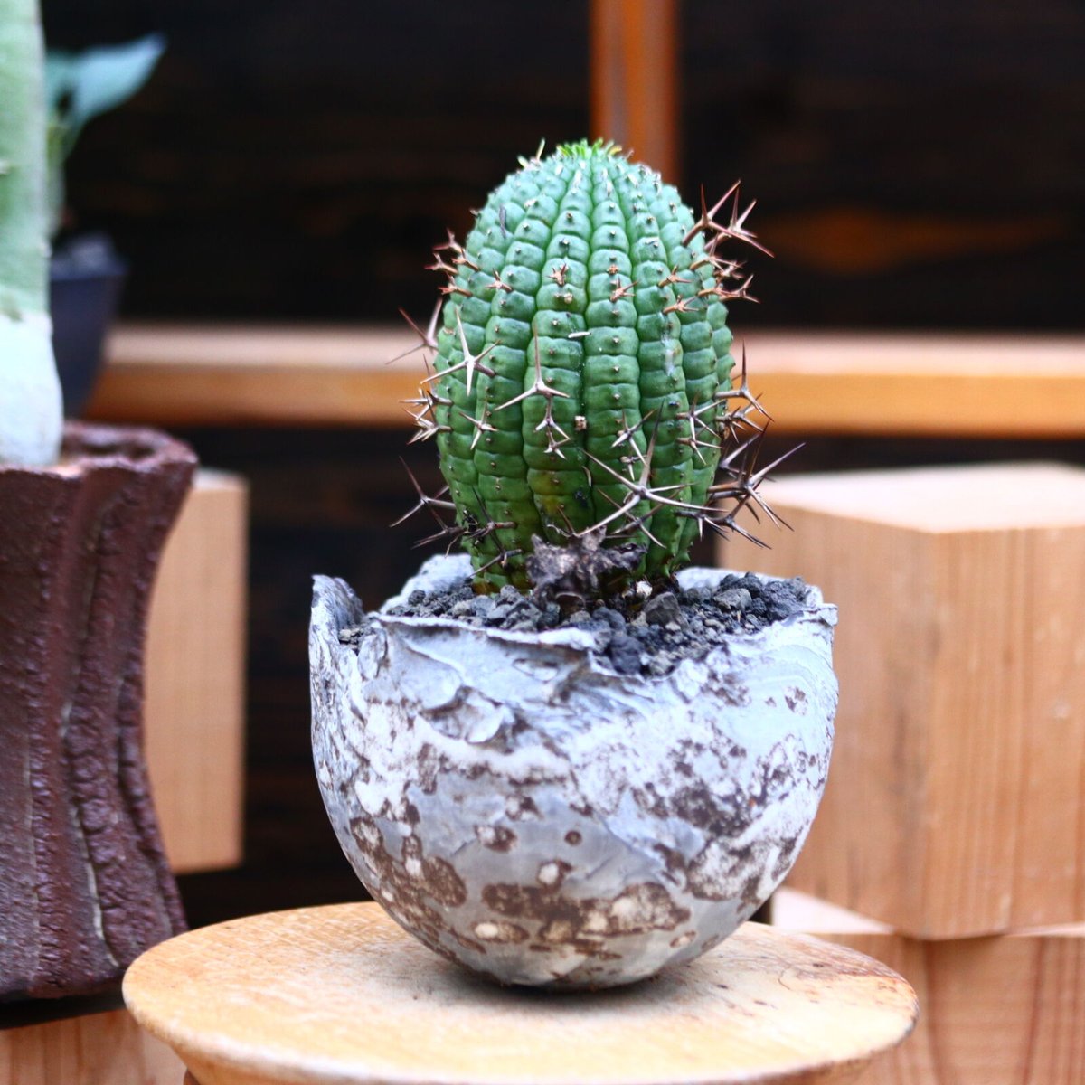 ユーフォルビア 群星冠/Euphorbia stellispina no.103140 | ユーフォルビア 群星冠/Euphorbia stellispina no.103140 |