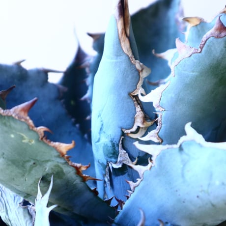 アガベ   ホワイトアイスブルー   Agave  titanota white ice   no.11236