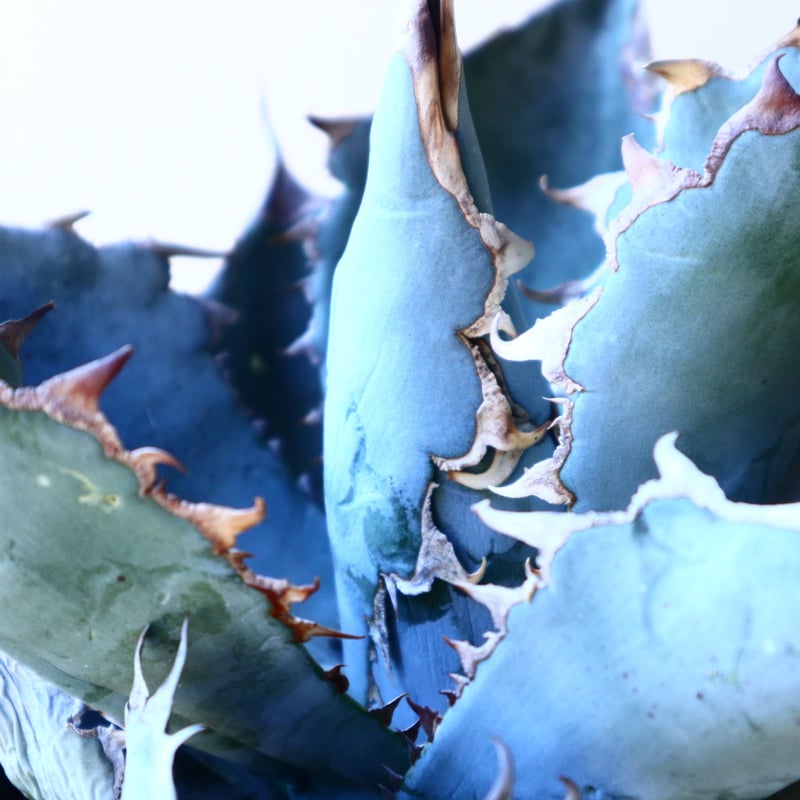 アガベ ホワイトアイスブルー Agave titanota white ice アガベ ホワイトアイスブルー Agave titanota white ice