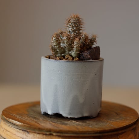 Pachypodium gracilius × N/OH (2.5号)  no.1118/9