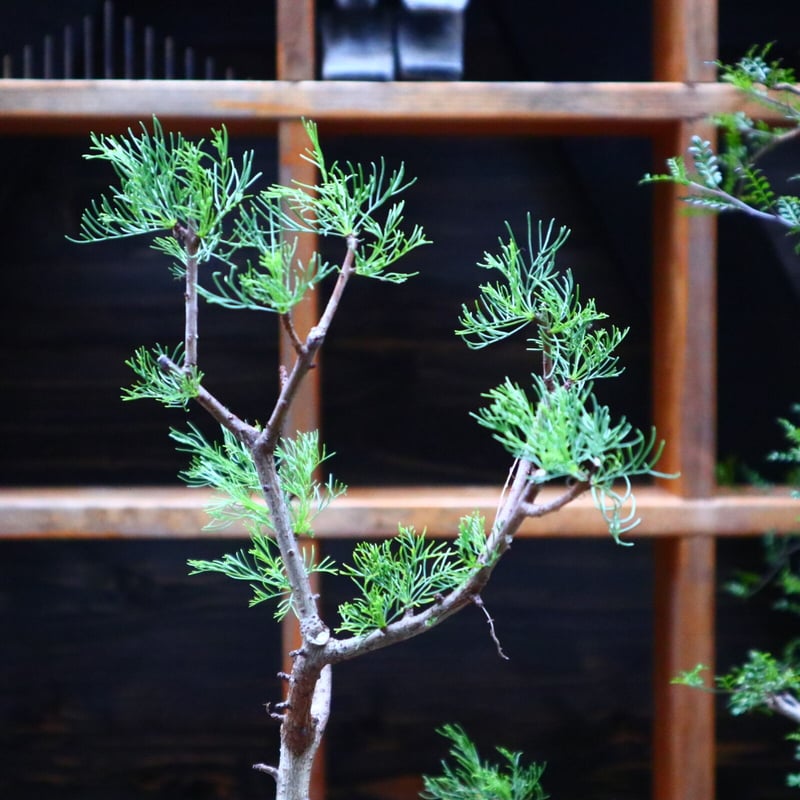 コミフォラ クラウセリアナ／Commiphora kraeuseliana no.62