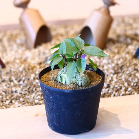 フィカス ペティオラリス / Ficus petiolaris    no.50725