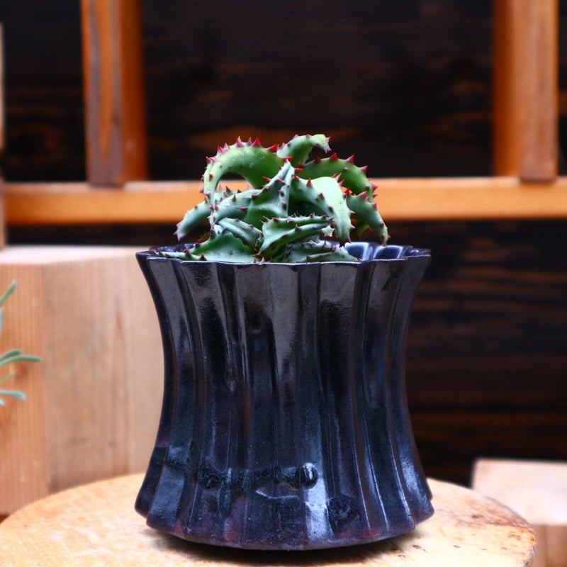 アロエ　コニフェラ✕カスティロニア　短葉選抜　大株 アロエ・カスティロニアエ｜🍀GreenSnap（グリーンスナップ）