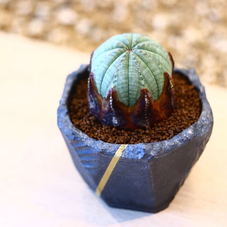 N/OH × Euphorbia obesa    no.61803