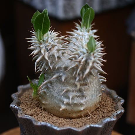 パキポディウム  恵比寿大黒 / Pachypodium  Densicaule    no.31910