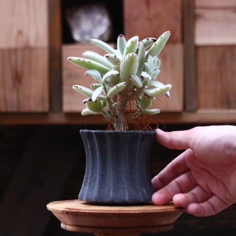 カランコエ  トメントーサ 月兎耳／Kalanchoe   tomentosa  no.20548
