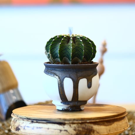 たけろうポット× Gymnocalycium friedrichii    no.102203