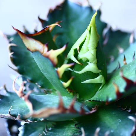 アガベ チタノタ レッドキャットウィールズ  Agave titanota"Red Catweezle”   no110836-2