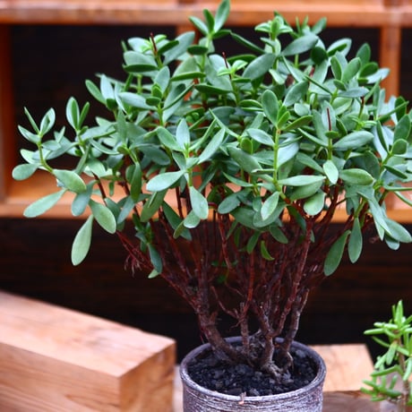 クラッスラ オブバラタ／Crassula obvallata   no.91247