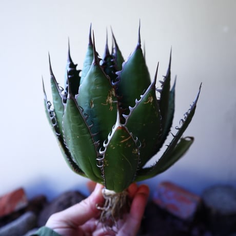 アガベ ホリダ   Agave horrida   no.30819