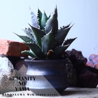 アガベ チタノタ     Agave titanota    no.42697