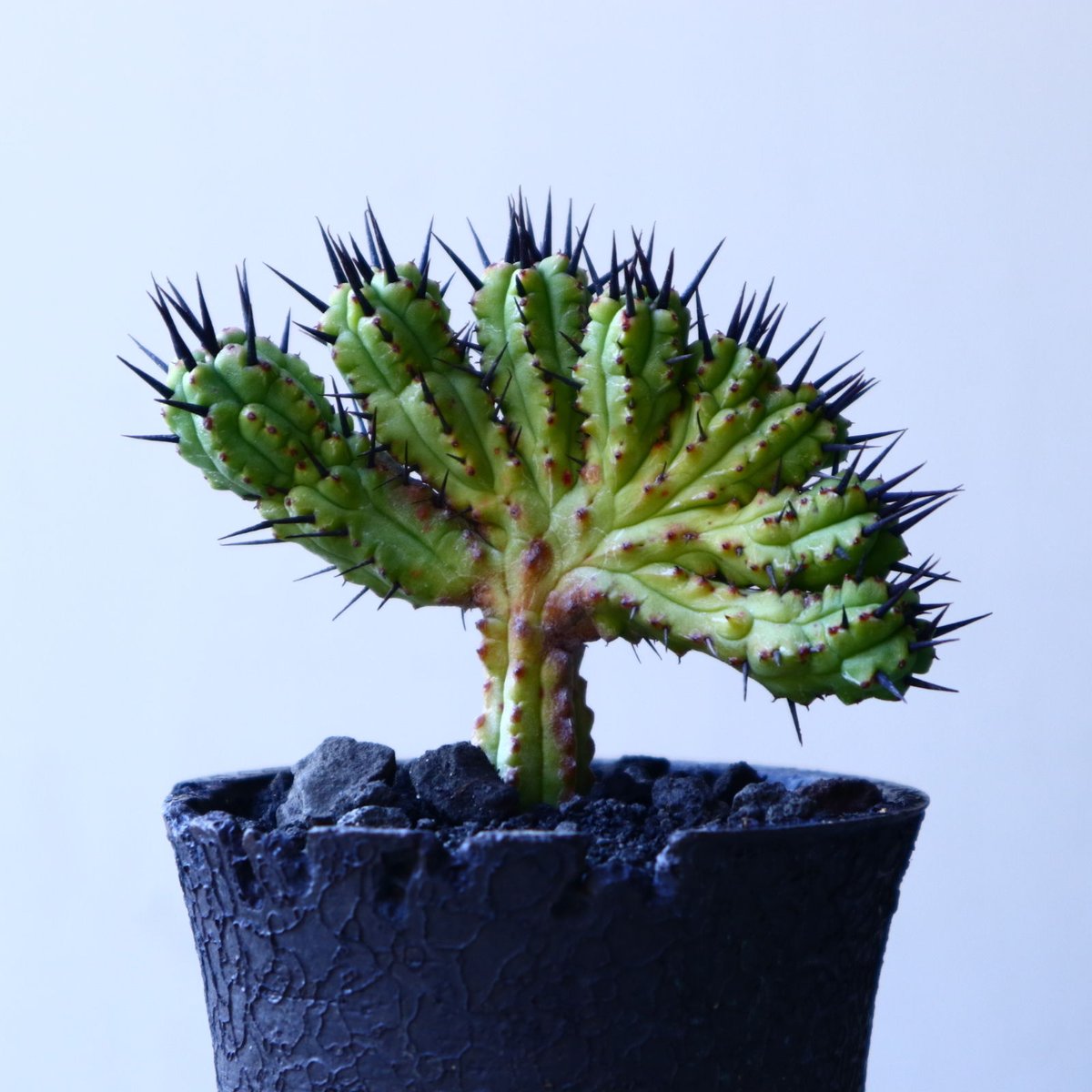 ユーフォルビア・エノプラ（紅彩閣） 綴化 ユーフォルビア・エノプラ（紅彩閣） 綴化 ユーフォルビア