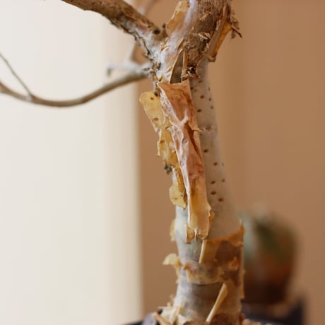 Bursera fagaroides × N/OH (4.5号)  no.111/1