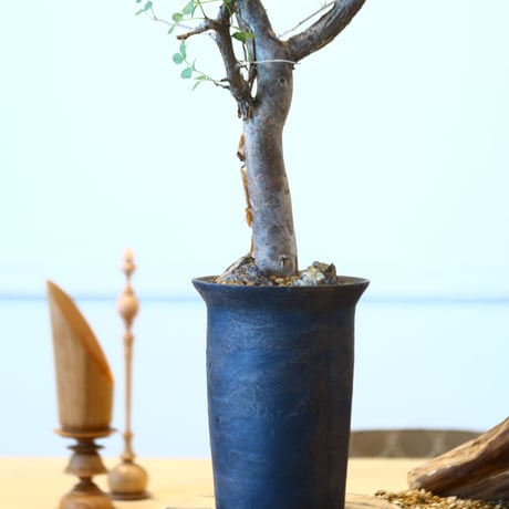 Bursera fagaroides × たけろうポット   no.90335