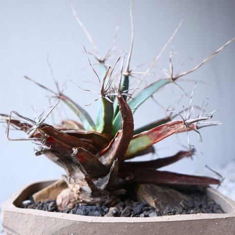 レウクテンベルギア  晃山    Leuchtenbergia principis  no.122209