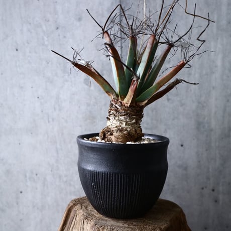 レウクテンベルギア  晃山    Leuchtenbergia principis  no.007