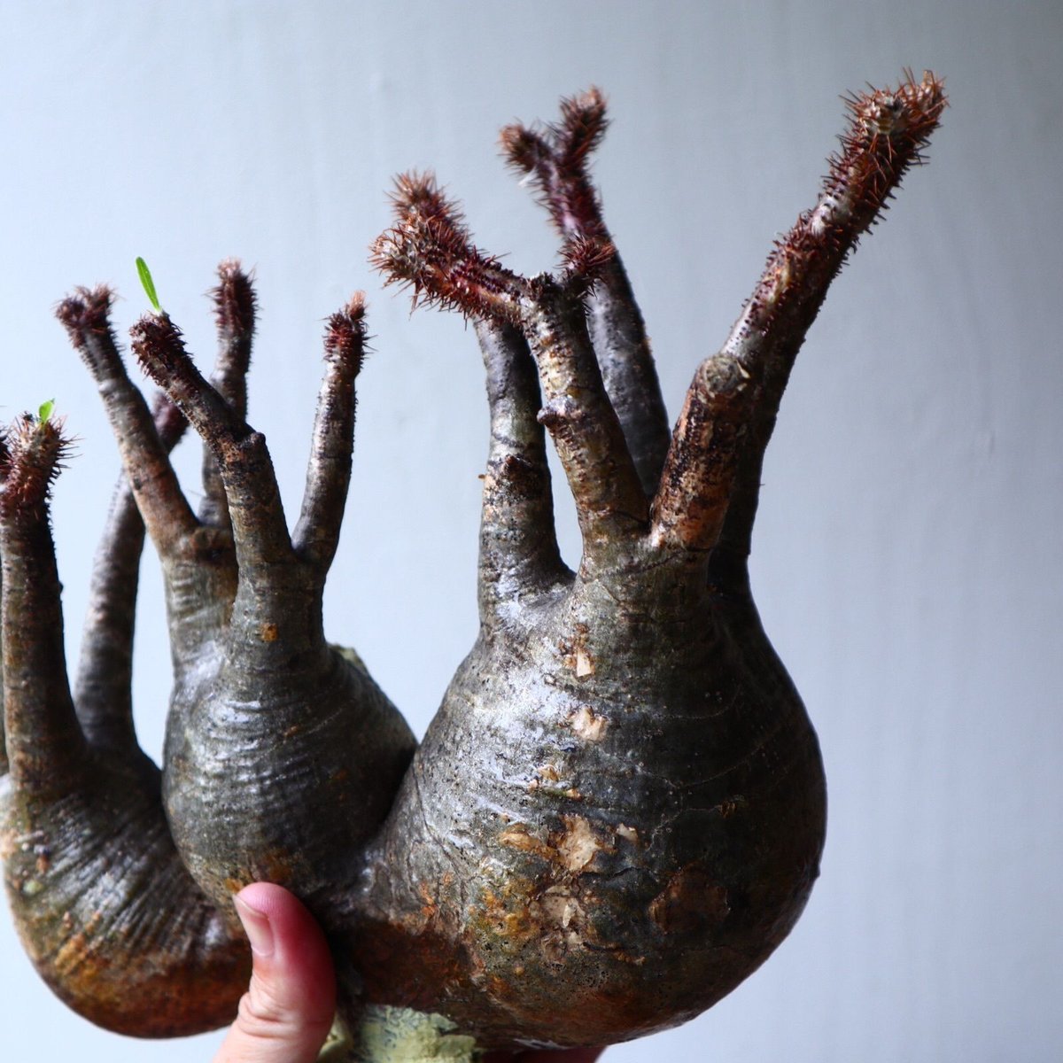 パキポディウム グラキリス Pachypodium gracilius ③ パキポディウム グラキリス 3頭 Pachypodium Gracilius | mana'