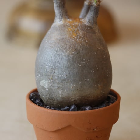 Pachypodium gracilius × YAMABACHI    no.112-44