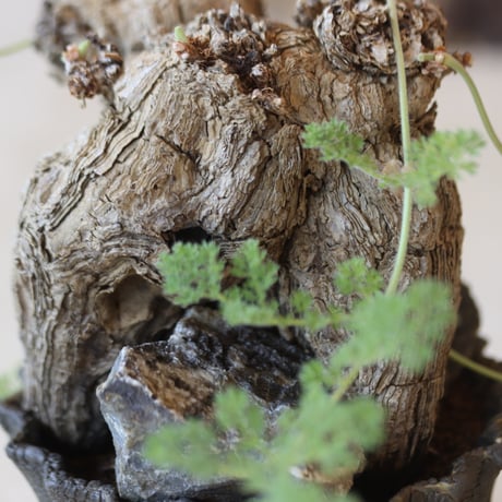 Pelargonium triste × soso   no.112-38