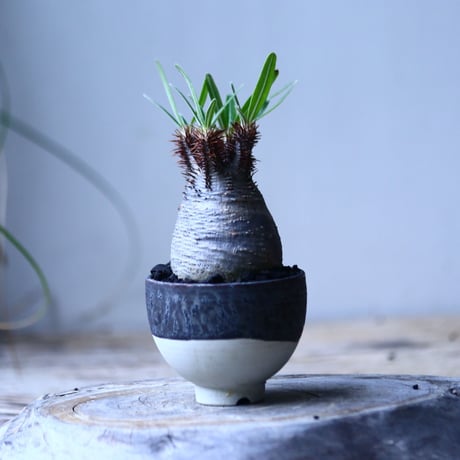 パキポディウム グラキリス   Pachypodium rosulatum var. gracilius no.101813