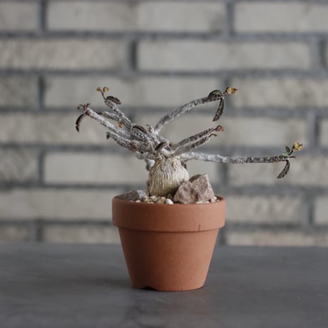Euphorbia ambovombensis  × YAMABACHI (3号) no.607/31