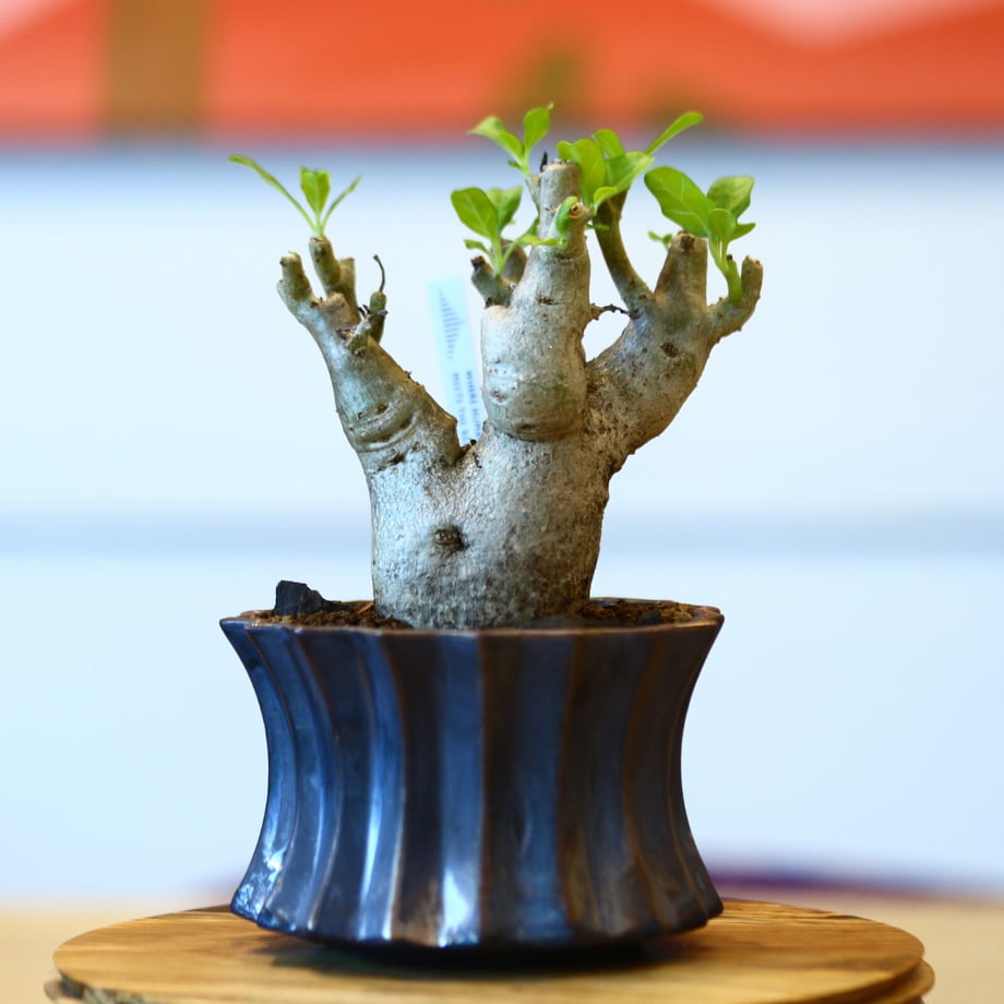 651e6432bfa28700359dc3c2