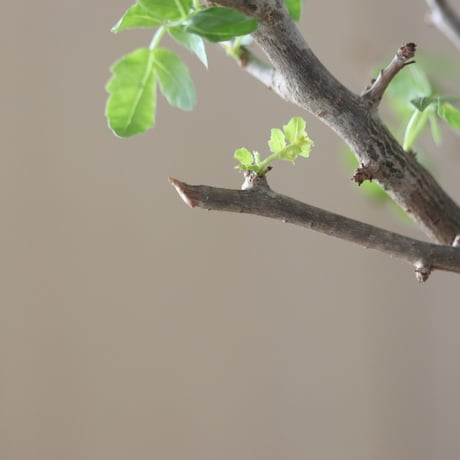 Bursera fagaroides × N/OH  no.51236