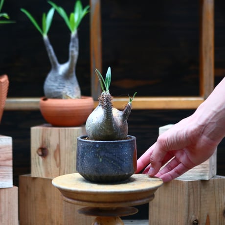 パキポディウム  グラキリス／Pachypodium  gracilius   no.72415