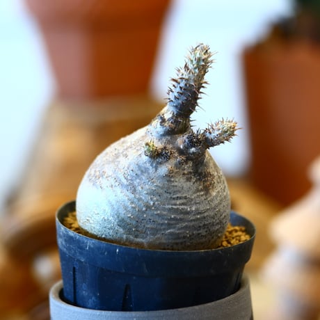 'ハルコイ´セット (N/OH × Pachypodium gracilius)  no.30314