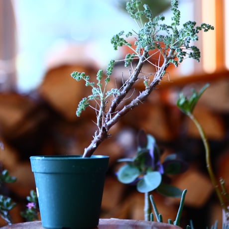 ペラルゴニム   アルテルナンス  Pelargonium alternans    no.111503③