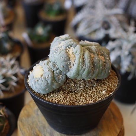 Lophophora williamsii v. decipiens f. monst. / 銀冠玉モンスト(5号)  no.1226/11