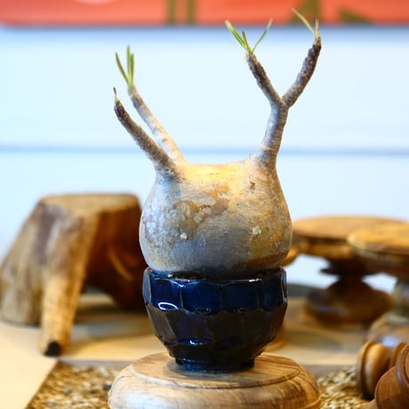 Pachypodium gracilius × Tadao Akutsu   no.31046