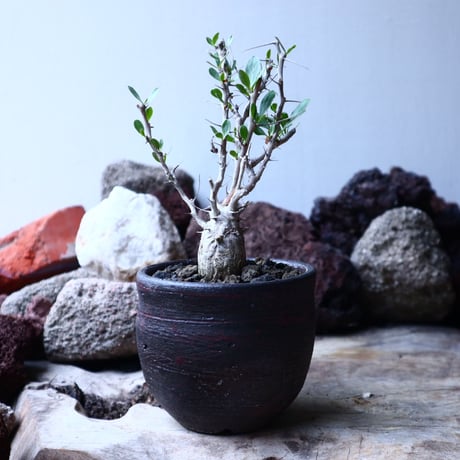 フォークイエリア  コルムナリス  観峰玉 Fouquieria columnari   no.32905